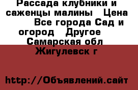 Рассада клубники и саженцы малины › Цена ­ 10 - Все города Сад и огород » Другое   . Самарская обл.,Жигулевск г.